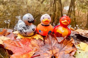 three colourful rubber ducks sitting on a pile of autumn leaves in a forest